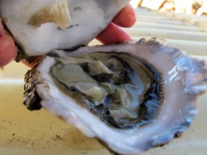 Las ostras Les Perles de València se cultivan en el Puerto de Valencia